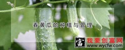 春黄瓜的种植与管理