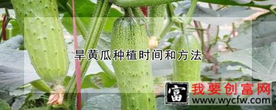 旱黄瓜种植时间和方法