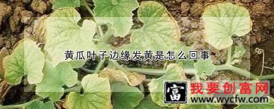 黄瓜叶子边缘发黄是怎么回事