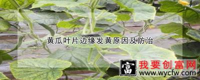 黄瓜叶片边缘发黄原因及防治