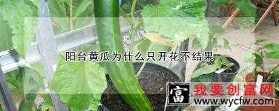 阳台黄瓜为什么只开花不结果