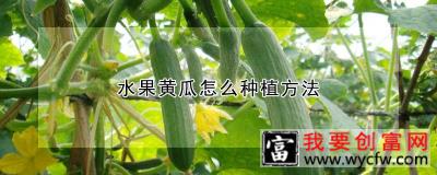 水果黄瓜怎么种植方法