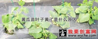 黄瓜苗叶子黄了是什么原因