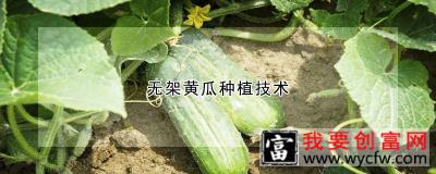 无架黄瓜种植技术