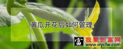 黄瓜开花后如何管理