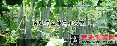 黄瓜怎么种植和管理