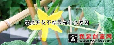 黄瓜开花不结果是什么原因