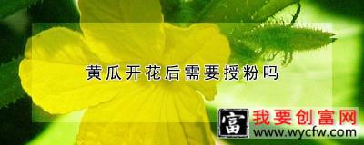 黄瓜开花后需要授粉吗