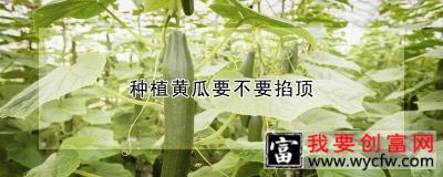 种植黄瓜要不要掐顶