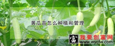 黄瓜苗怎么种植和管理