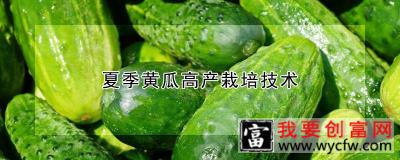 夏季黄瓜高产栽培技术