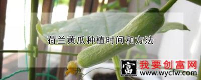 荷兰黄瓜种植时间和方法