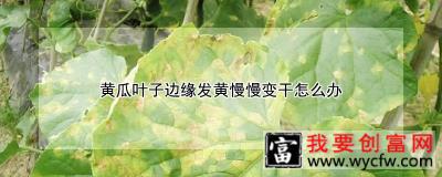 黄瓜叶子边缘发黄慢慢变干怎么办