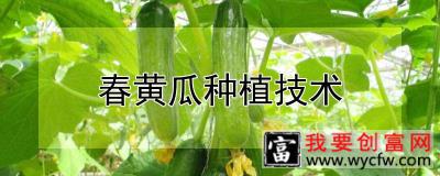 春黄瓜种植技术