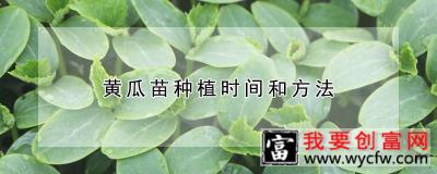 黄瓜苗种植时间和方法