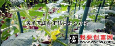 黄瓜开雄花不结果怎么补救