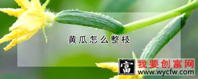 黄瓜怎么整枝