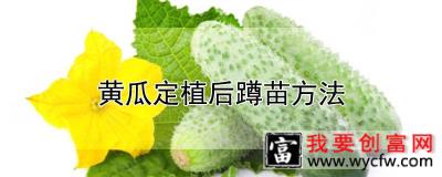 黄瓜定植后蹲苗方法