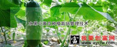 水果小黄瓜种植栽培管理技术