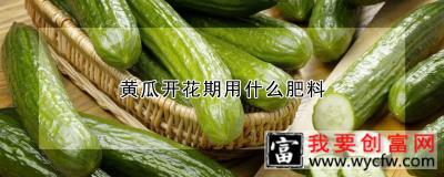 黄瓜开花期用什么肥料