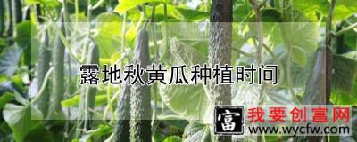 露地秋黄瓜种植时间