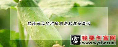 盆栽黄瓜的种植方法和注意事项