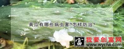 黄瓜有哪些病虫害？怎样防治？