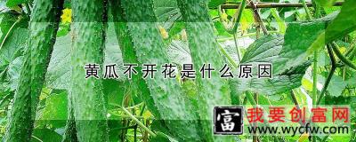 黄瓜不开花是什么原因