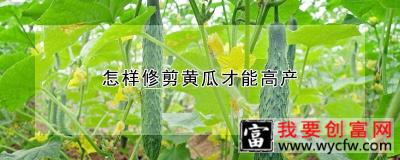 怎样修剪黄瓜才能高产