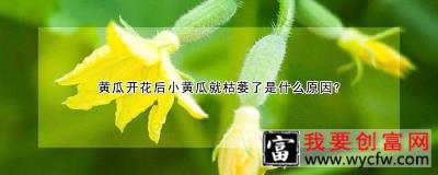 黄瓜开花后小黄瓜就枯萎了是什么原因？