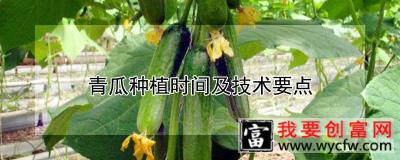 青瓜种植时间及技术要点