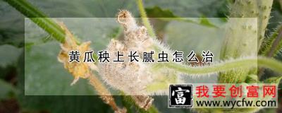 黄瓜秧上长腻虫怎么治