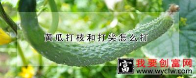 黄瓜打枝和打尖怎么打