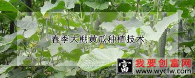 春季大棚黄瓜种植技术