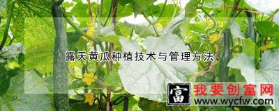 露天黄瓜种植技术与管理方法