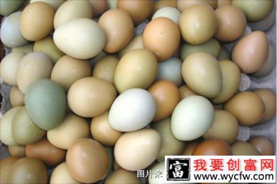 孔雀蛋的营养价值与功效作用