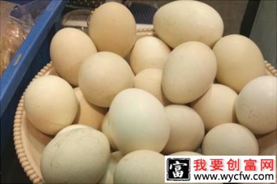 孔雀蛋的营养价值与功效作用