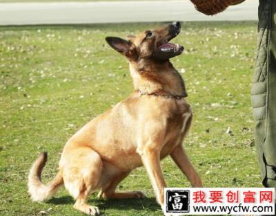 马犬幼犬补钙的方法都有哪些？