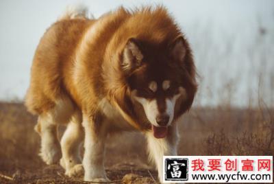 阿拉斯加幼犬怎么养，阿拉斯加幼犬饲养方式