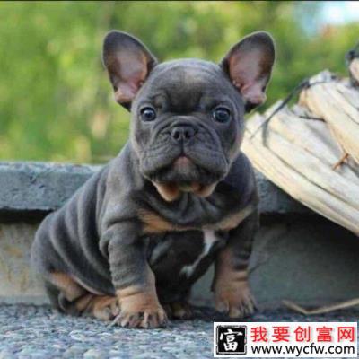 饲养法斗幼犬需要注意的地方都有哪些？