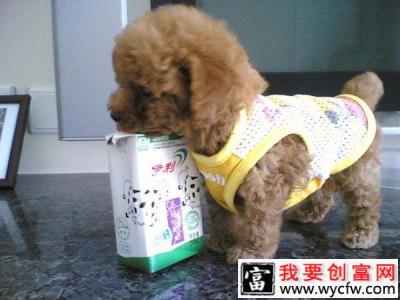 婴儿奶粉适合用来喂食幼犬吗？