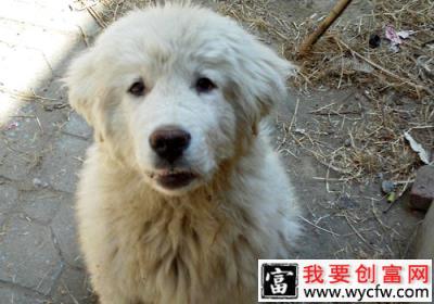 大白熊幼犬怎么喂养？