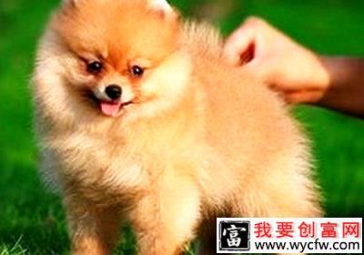 博美犬为什么不能喝牛奶？