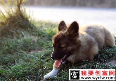 何时更换幼犬粮比较好