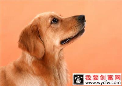 金毛幼犬吃什么狗粮比较好