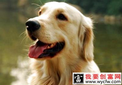 饲养金毛犬有什么要点