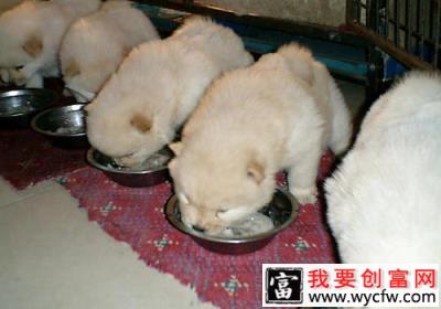 喂食幼犬干狗粮有哪些影响