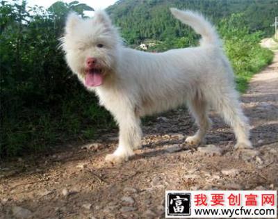 下司犬怎么训练打猎？