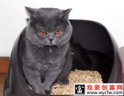  如何训练猫猫用猫砂