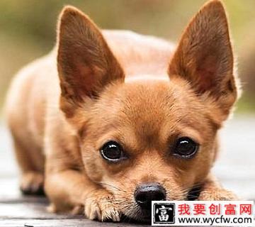 小鹿犬哪种颜色最贵？小鹿犬价格多少？